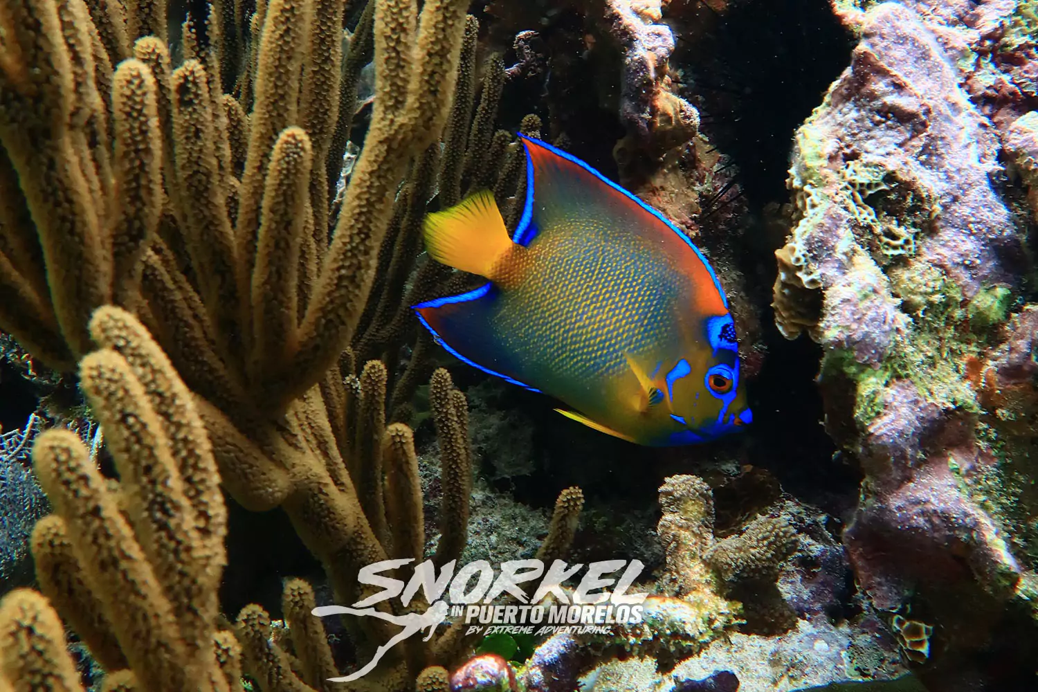 Best Snorkeling in the World