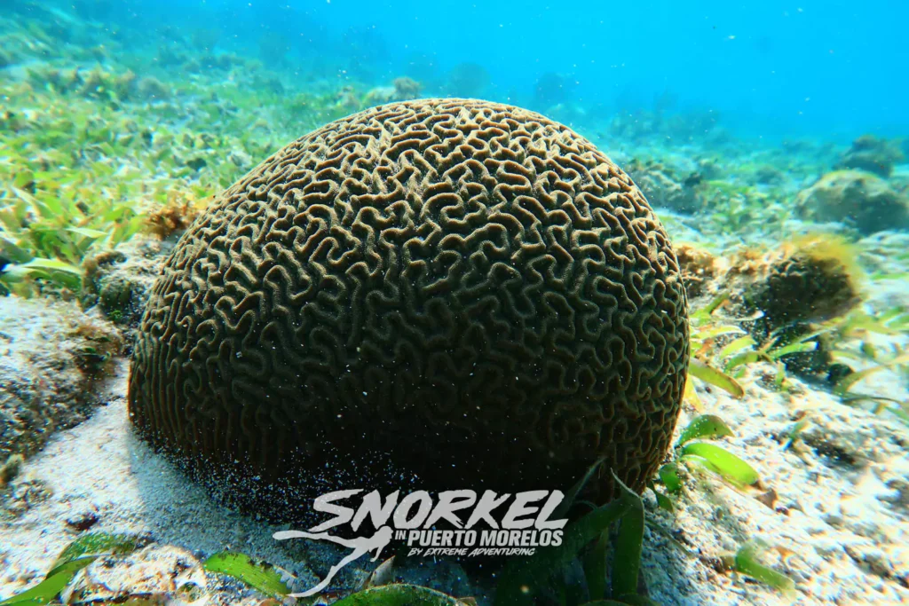 coral-reef-cancun-mexico