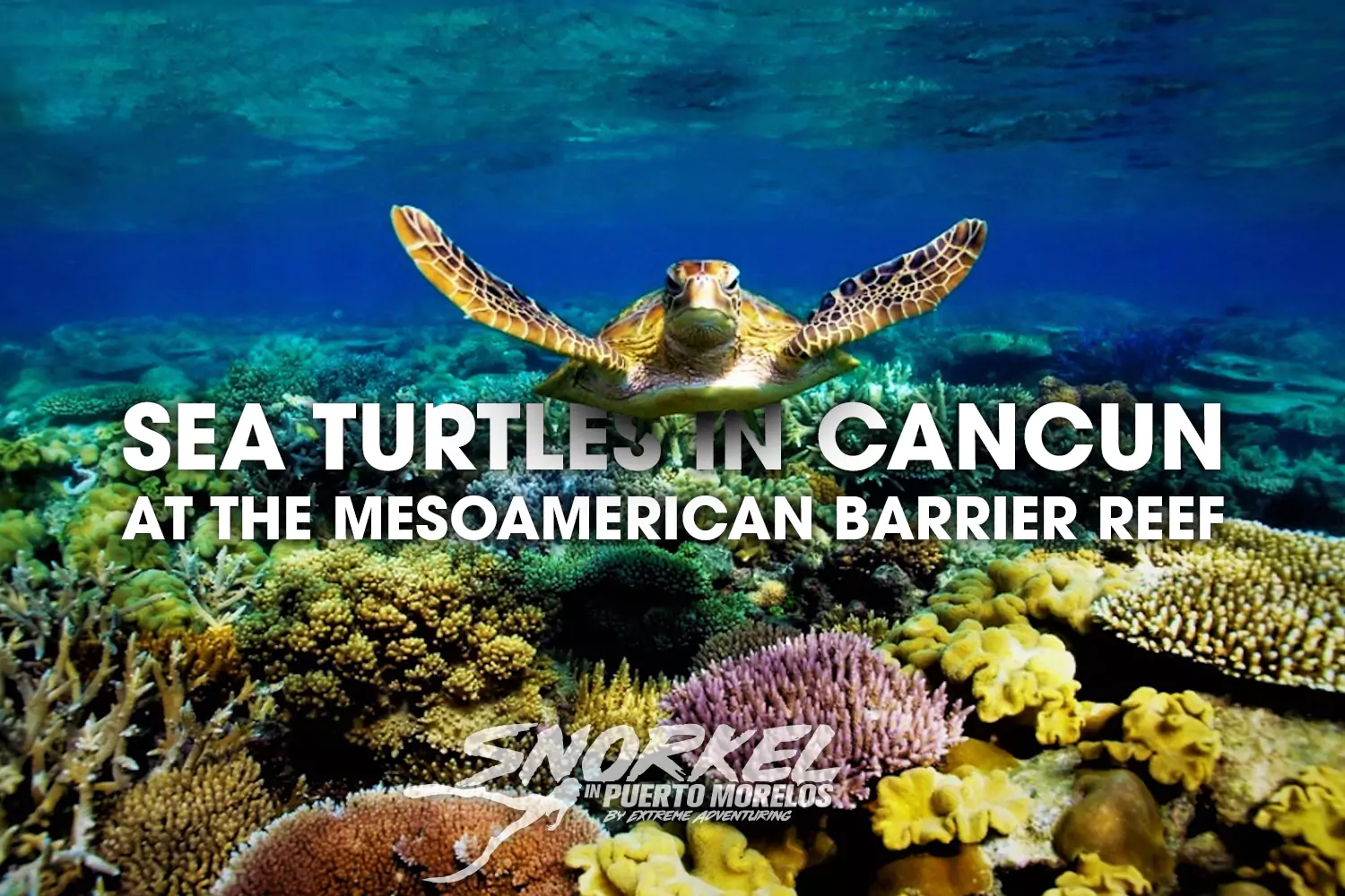 Sea turtles in the Mesoamerican Barrier Reef