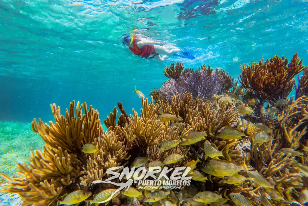 snorkeling-cancun-reef-park