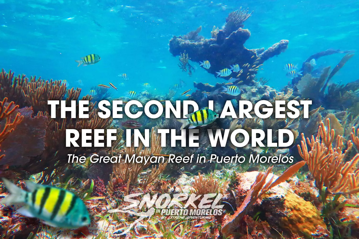 The Second Largest Reef in the World