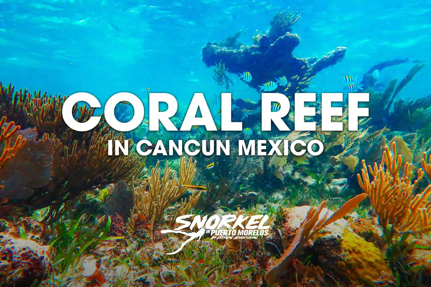 Coral reef in Cancun México
