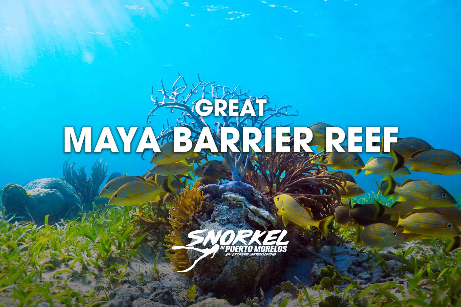 Great maya barrier reef