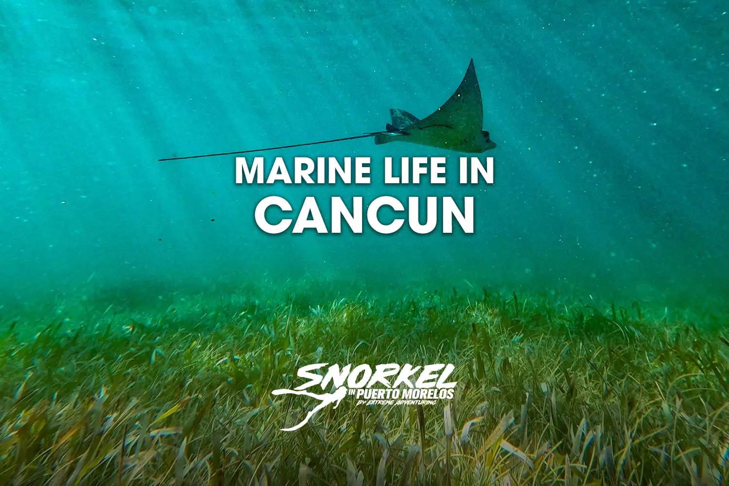 Marine life in Cancun