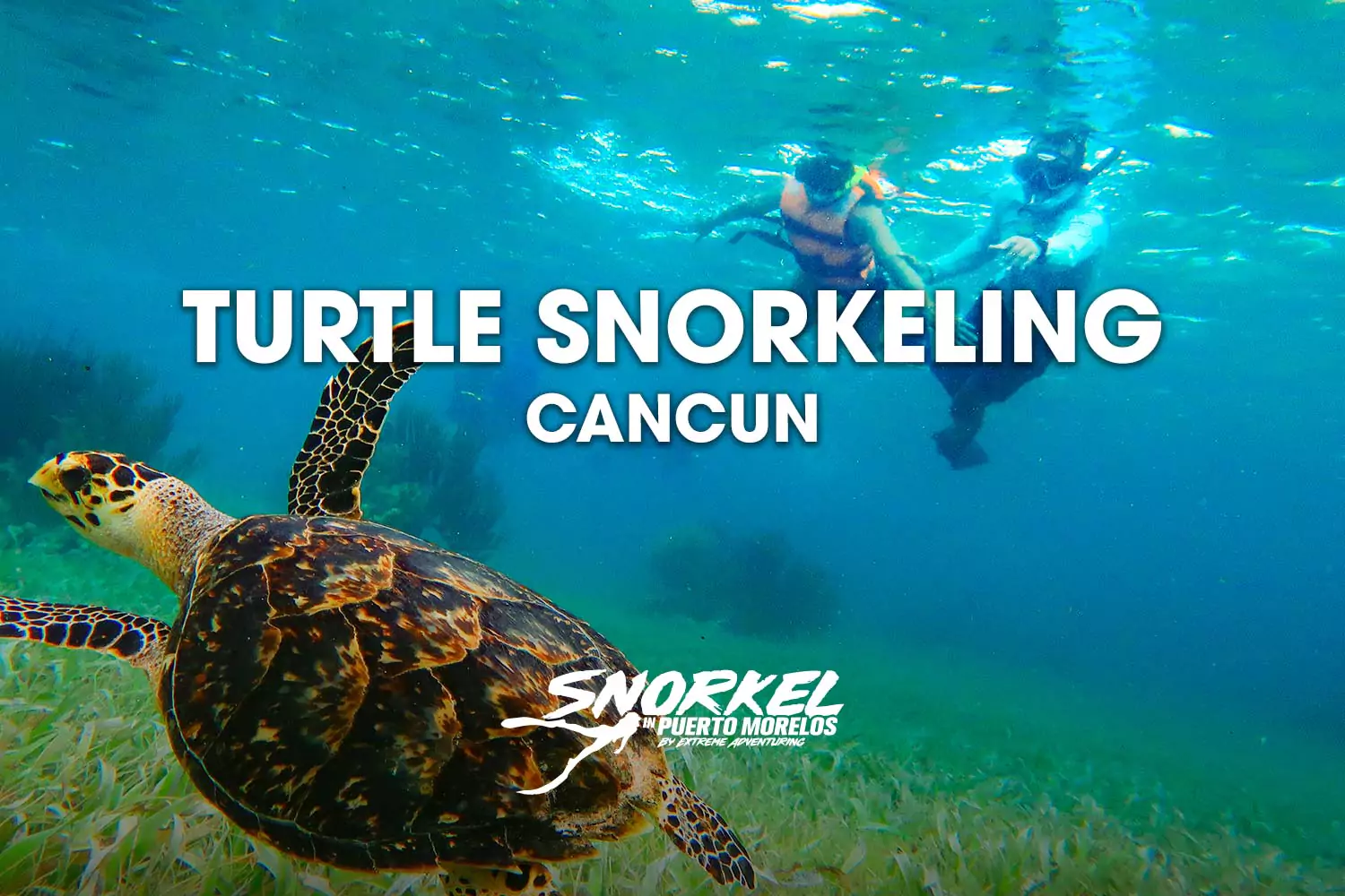 Turtle snorkeling Cancun