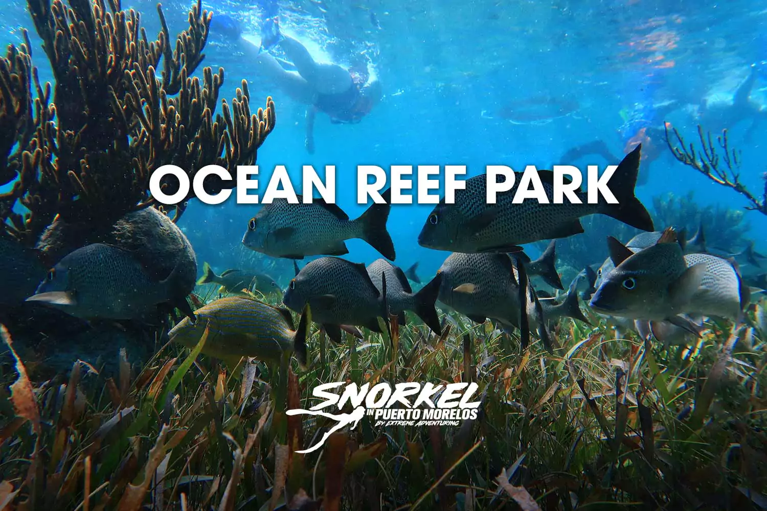 Ocean reef park