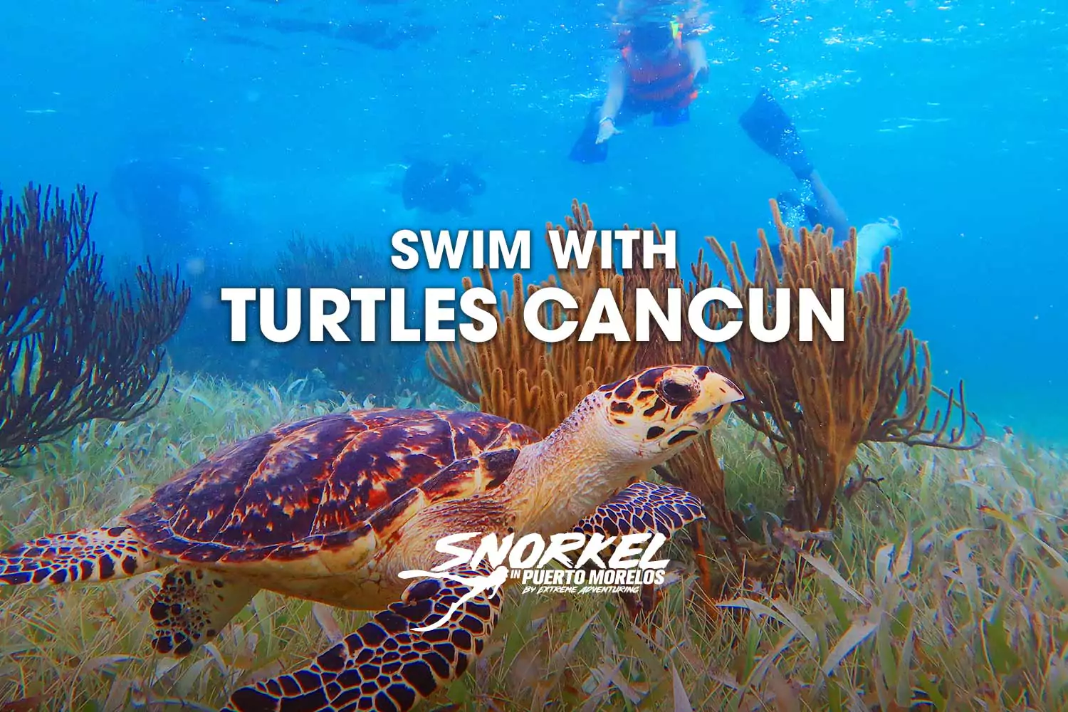 Swim with turtles Cancun