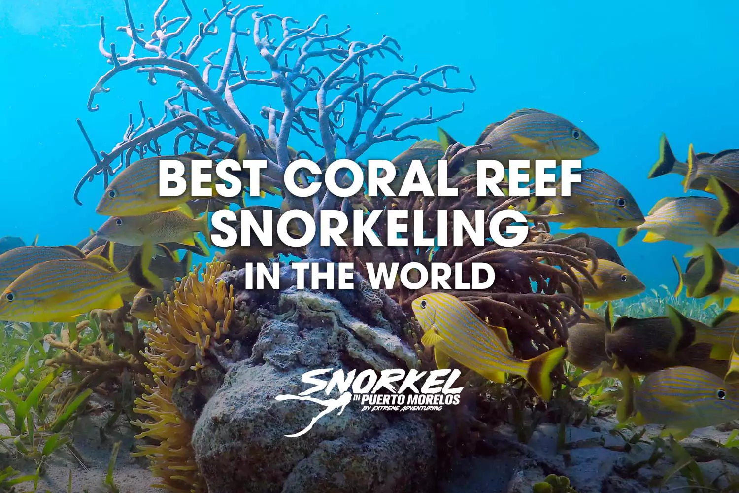 Best coral reef snorkeling in the world
