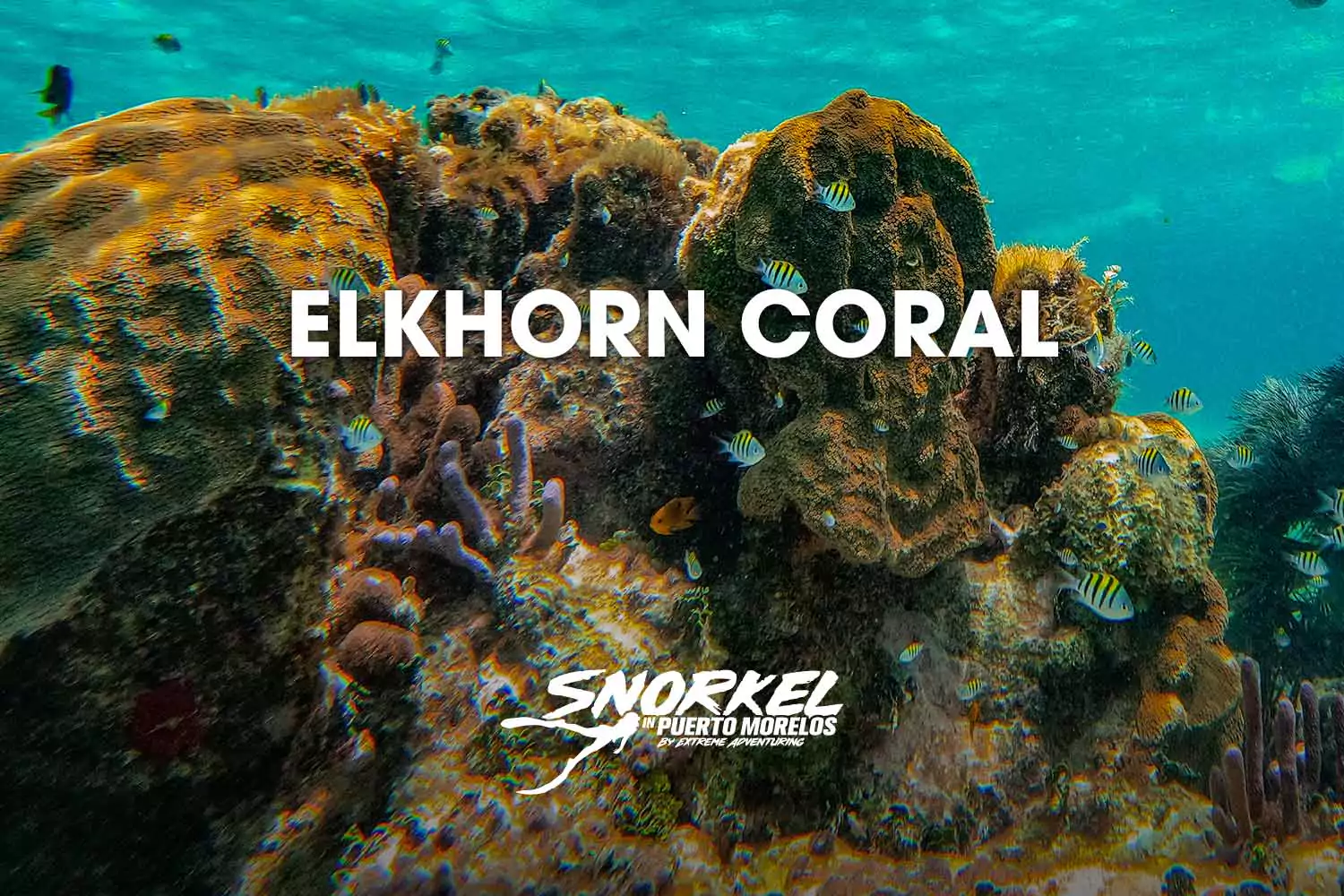 Elkhorn coral​