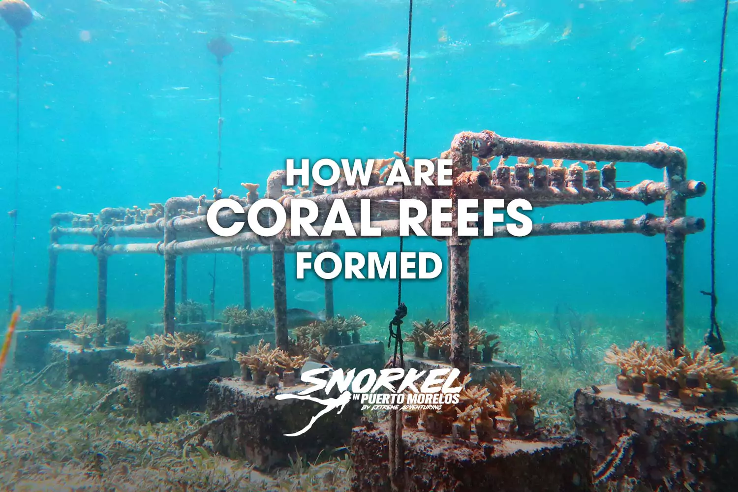 How are coral reefs formed​