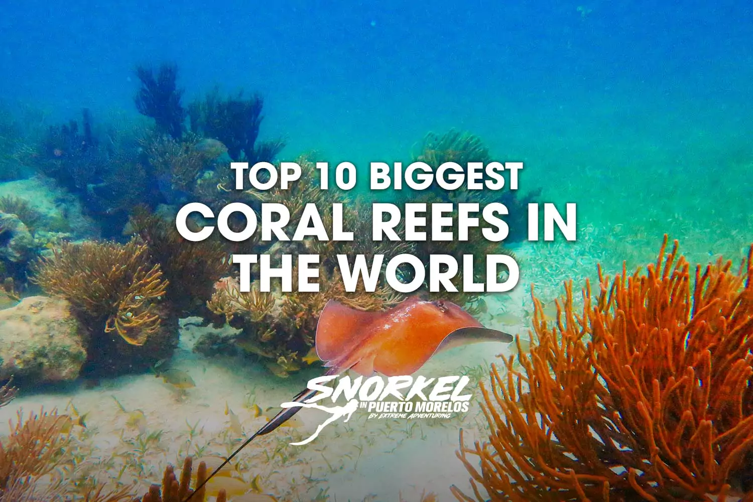 Top 10 biggest coral reefs in the world​