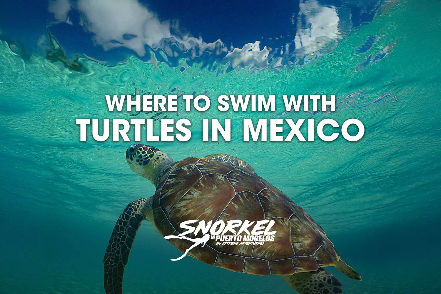 Where to swim with turtles in Mexico