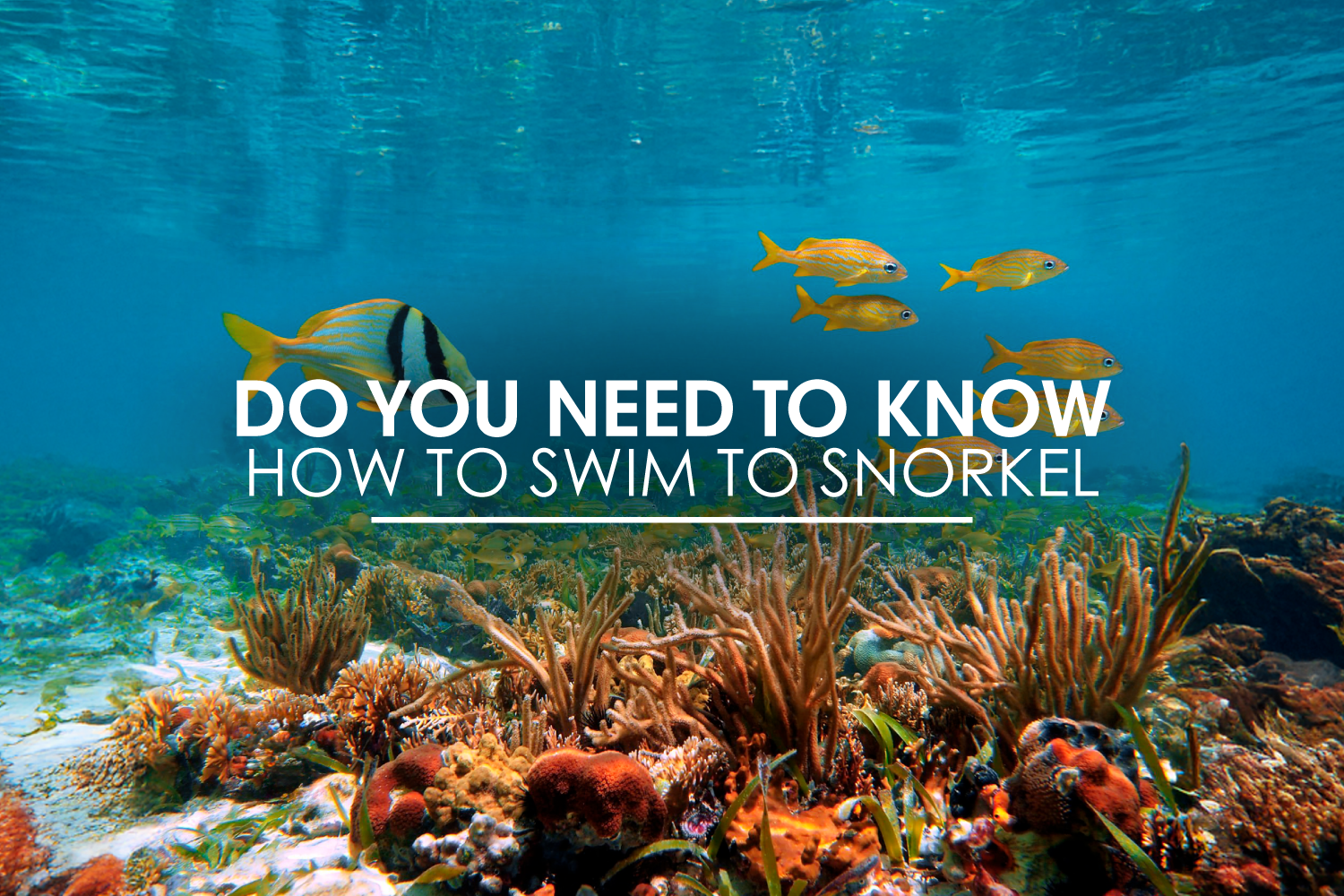 Do you need to know how to swim to snorkel