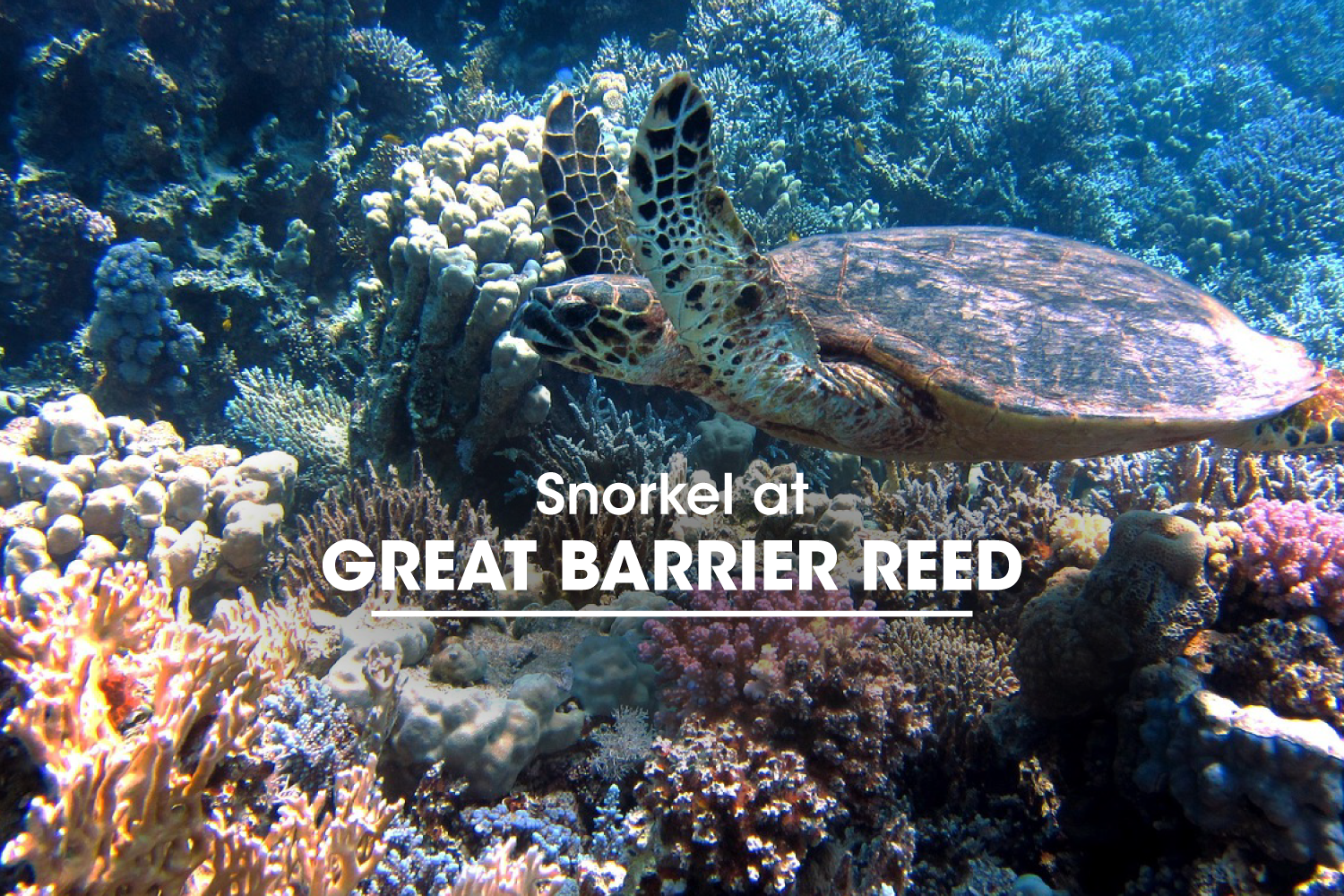 Snorkel at Great Barrier Reef