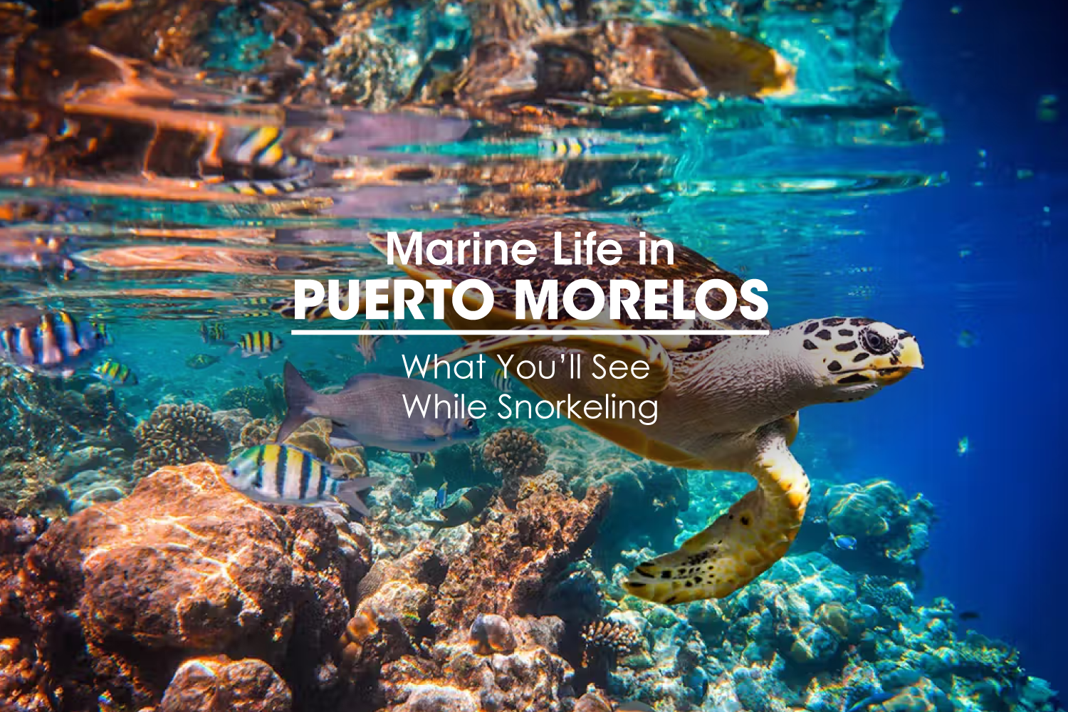 Marine Life in Puerto Morelos: What You’ll See While Snorkeling