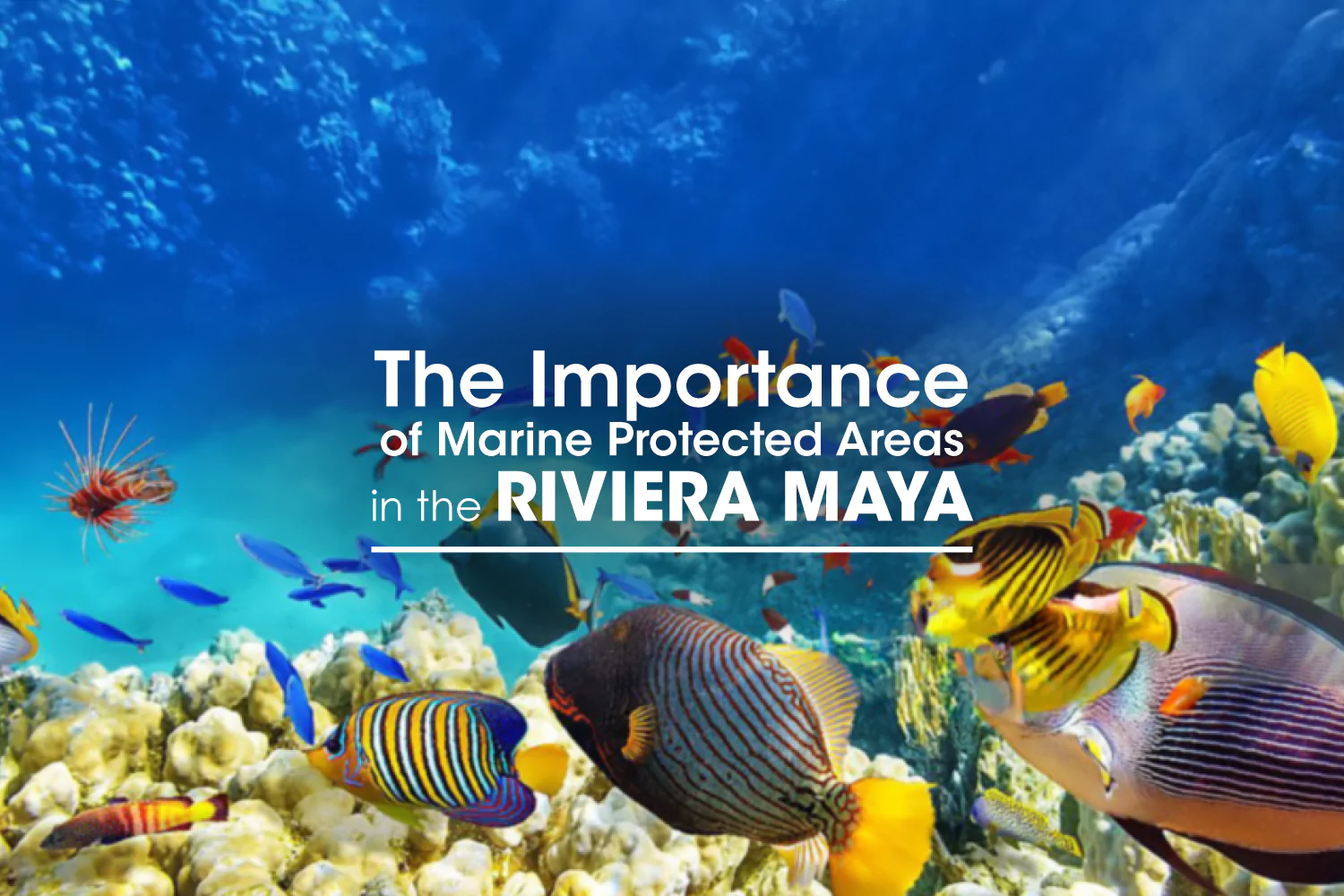 The Importance of Marine Protected Areas in the Riviera Maya