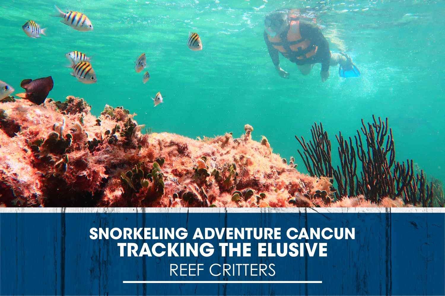 Snorkeling Adventure Cancun: Tracking the Elusive Reef Critters