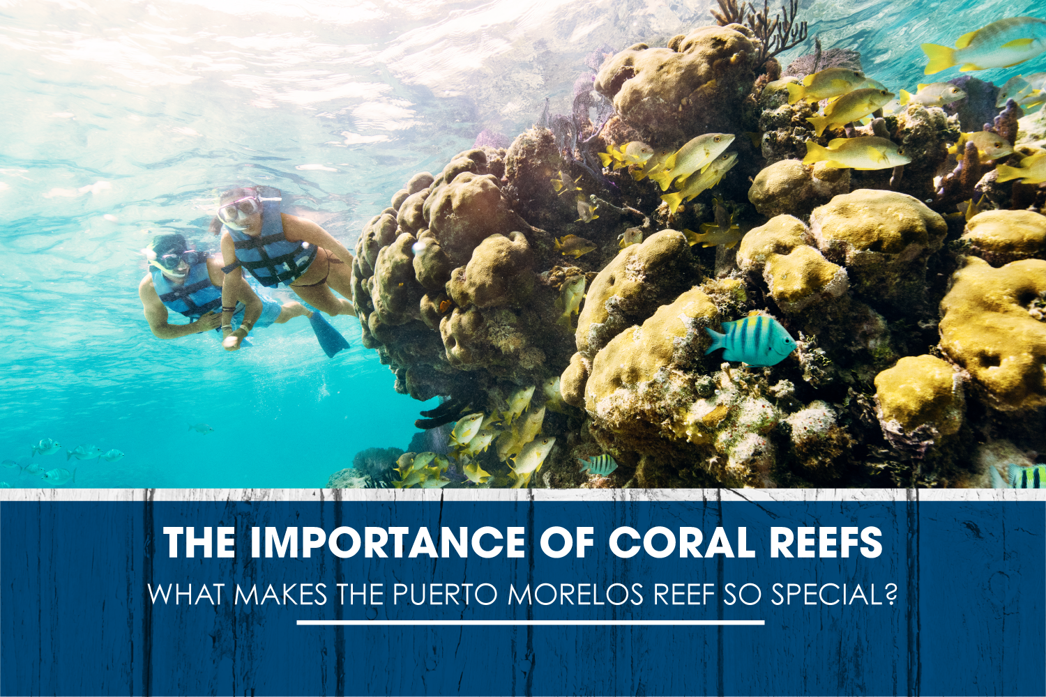 The Importance of Coral Reefs: What Makes the Puerto Morelos Reef So Special?