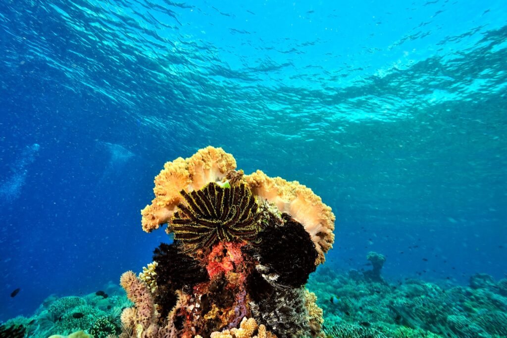 The Importance of Coral Reefs: What Makes the Puerto Morelos Reef So Special?